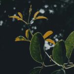 green leaves with water droplets